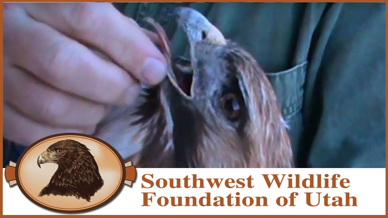 Feeding Red Tail Hawk April 14 2013