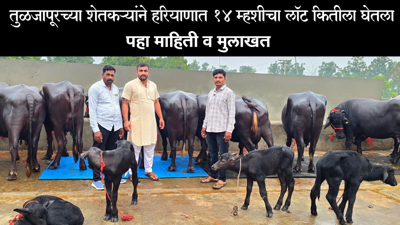 तुळजापूरच्या शेतकऱ्यांने हरियाणात १४ म्हशीचा लॉट कितीला घेतला | २० लिटरच्या म्हशी | Dairy Farming