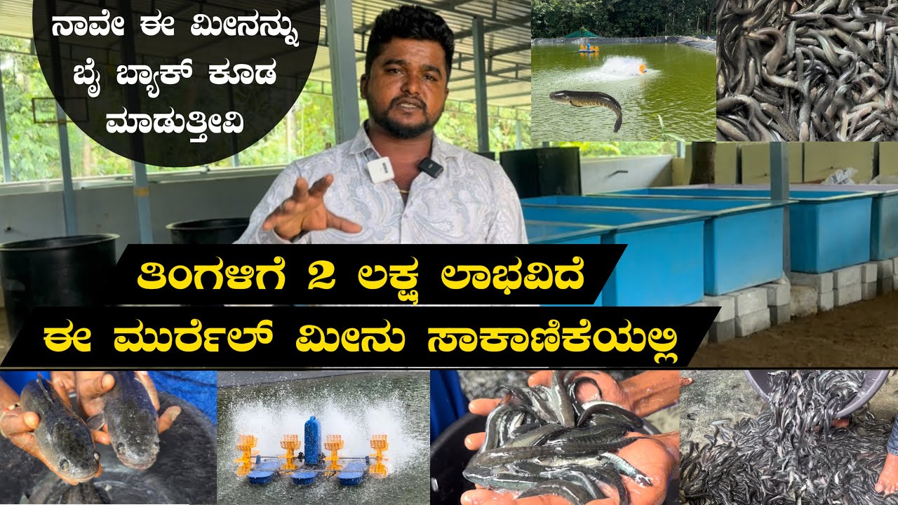 Call 9620204111 ಮುರ್ರೆಲ್ ಮೀನು ಸಾಕಾಣಿಕೆ ಮಾಹಿತಿ| murrel fish farming and cultivation in Karnataka