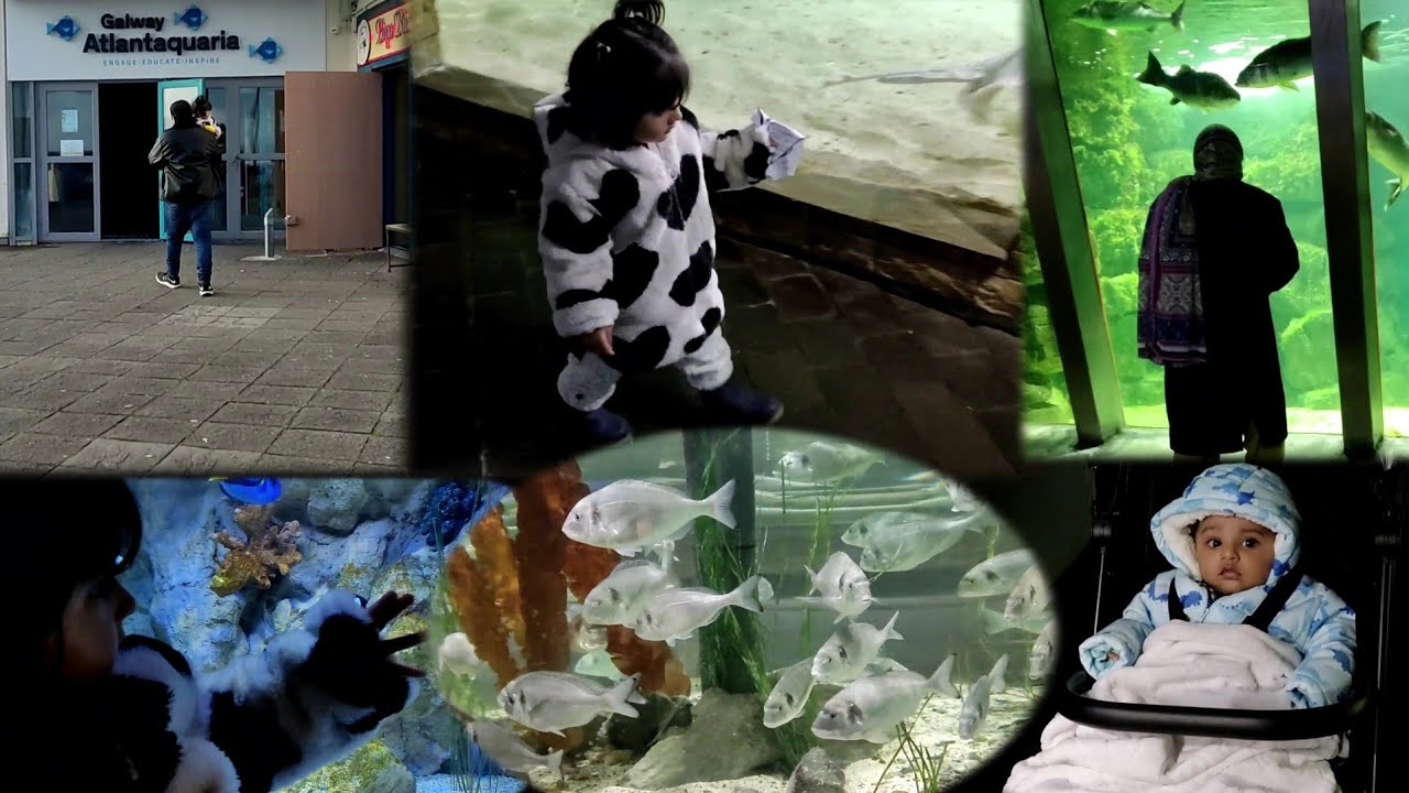National Aquarium of Ireland | The Best Aquarium | Galway, Ireland