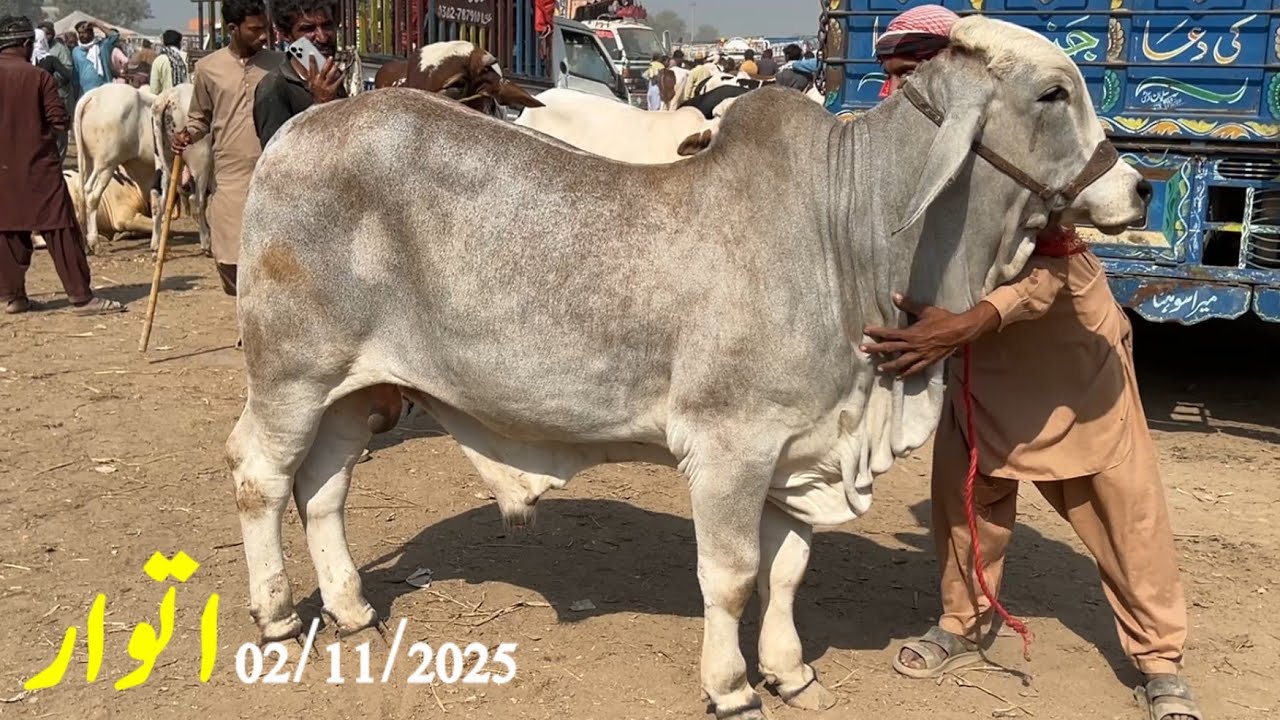 Sheikhwan Cow Mandi Последнее видео|02/11/2025|#Mandivisit|