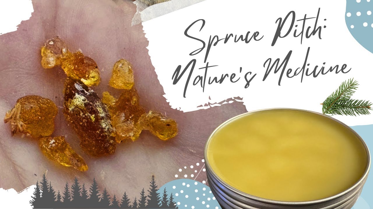 Healing Spruce Pitch Salve: From Tree to Tin