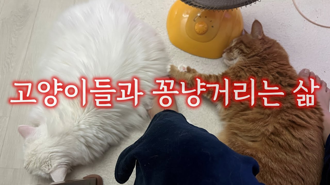 바쁘게 살아낸 한주 속 소파에 파묻힌 고양이와 충남집, 학화호두과자, 새로운 습식캔 팬시피스트 파테 후기