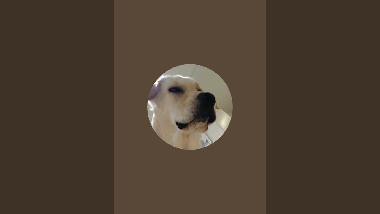 JosaTheDog is live Christmas walk