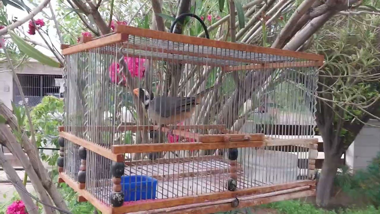Mis pajaros 6/2/26