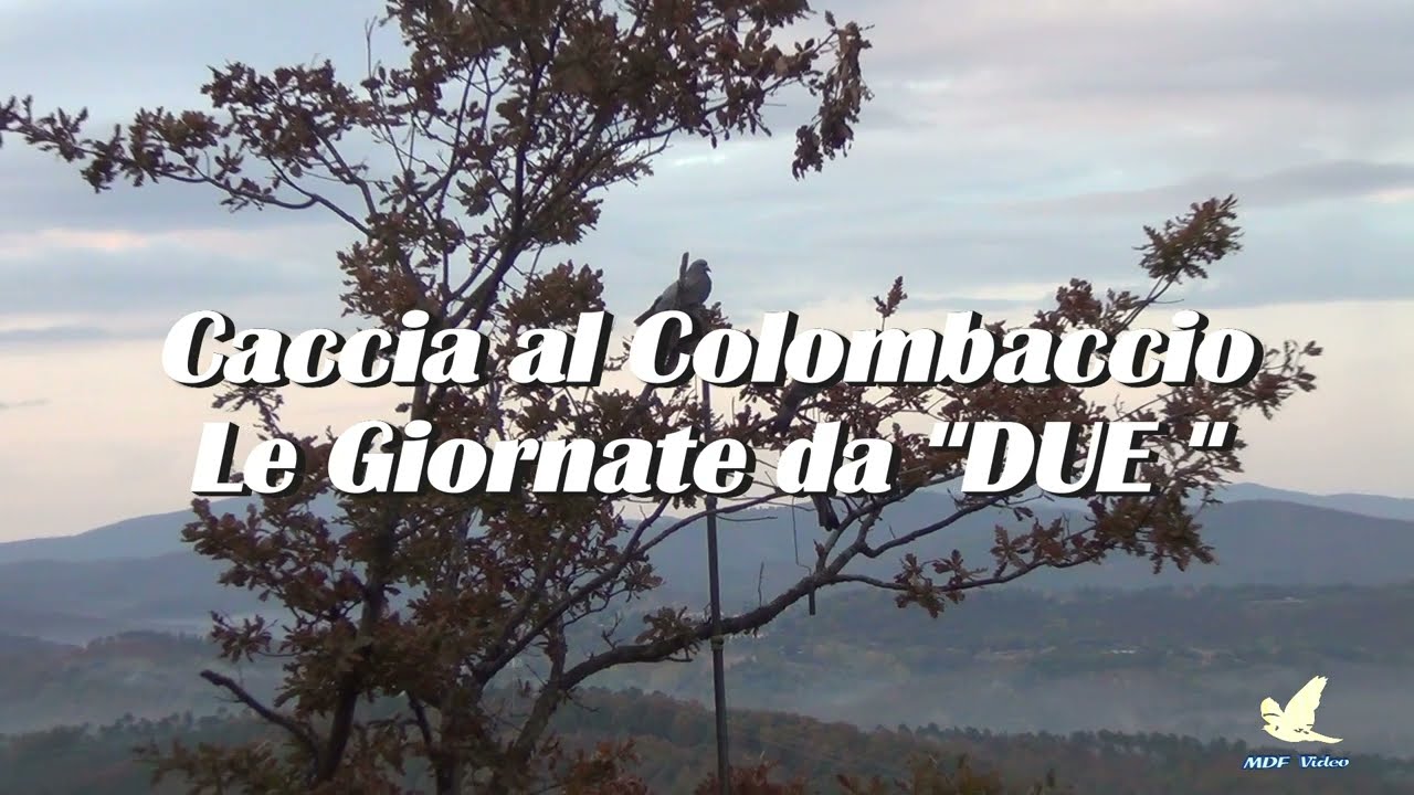 Caccia al colombaccio 2022  