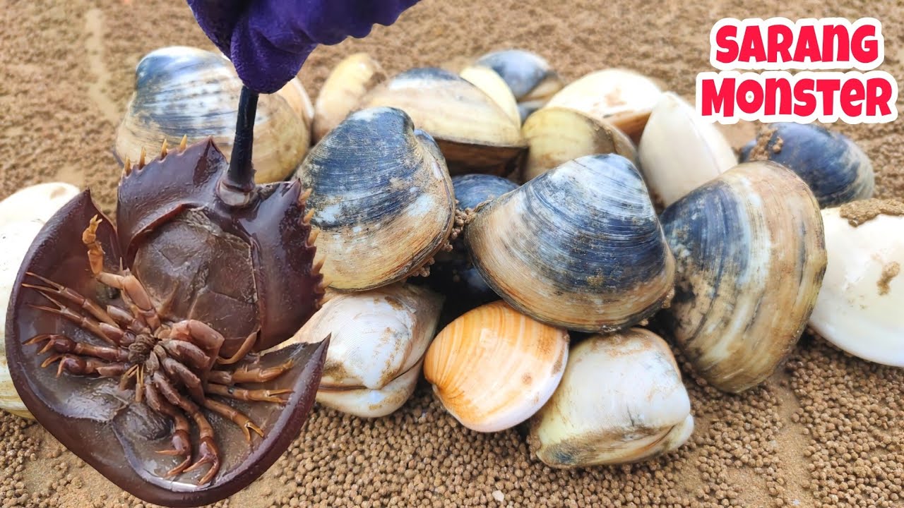 Kerang kelating disini babon-babon‼️ Pantai Ambalat tempatnya