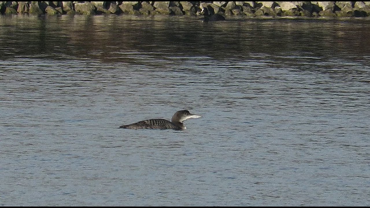Gavia immer - Common Loon - IJsduiker / Eke - Belgium / 23-11-2015