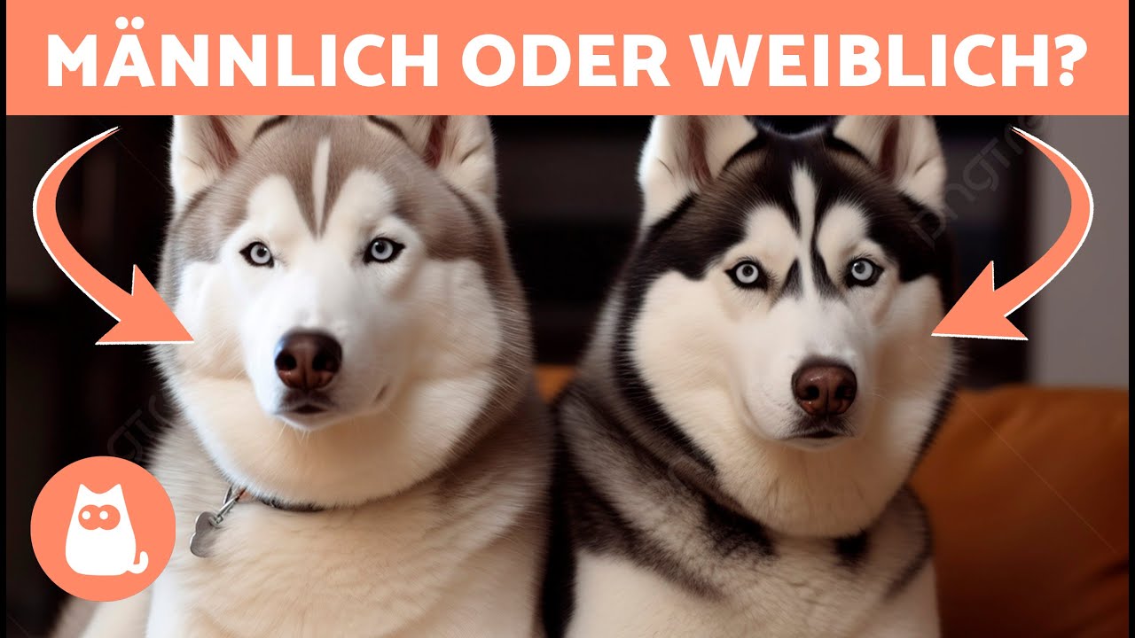 Unterschiede Zwischen Männlichen und Weiblichen SIBERISCHEN HUSKIES 🐺🐾 Welchen Adoptieren?