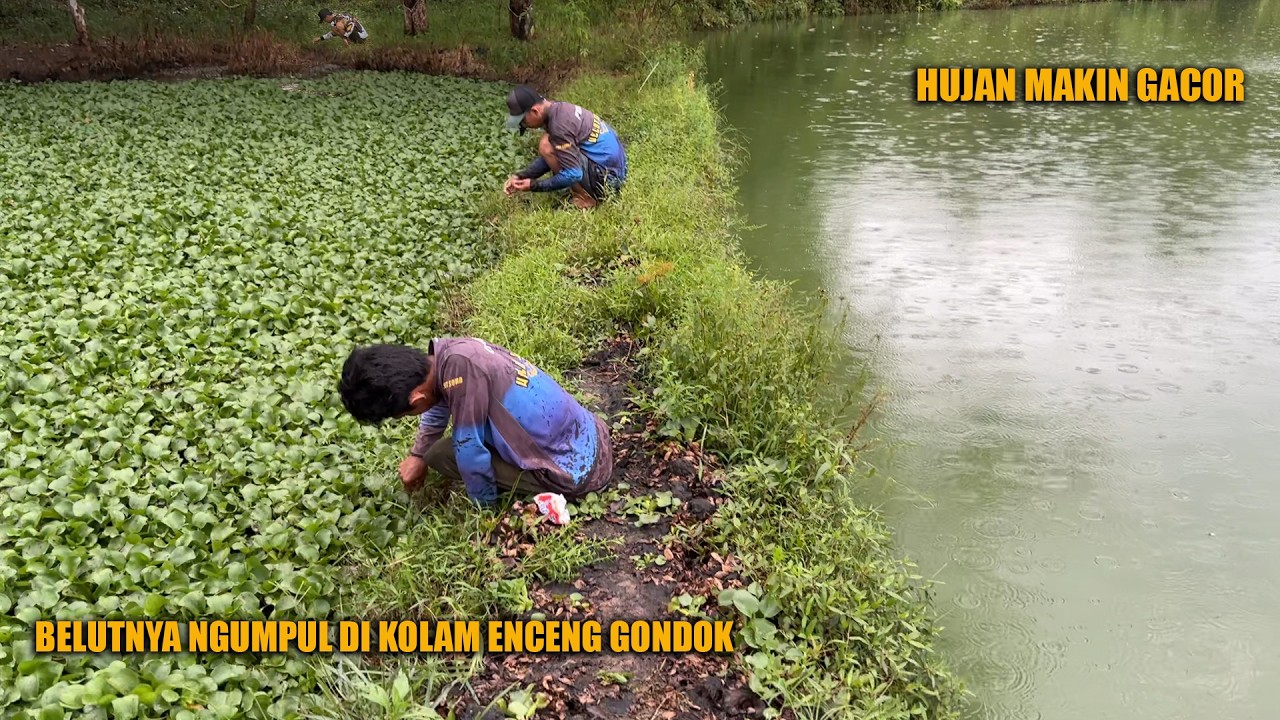 BABON-BABON SUPER !! SEHABIS HUJAN BELUTNYA MALAH MAKIN GANAS