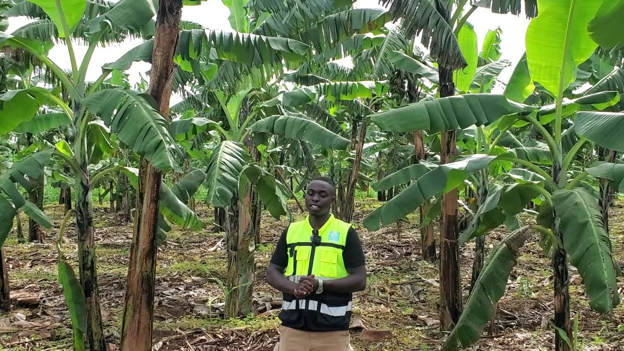 #TABARA UGURE #URUTOKI KURI MAAKE KANDI RWEZE #UBUSO 2,147SQM HAFI NA KABURIMBO KANDI NI MUMITURIRE 