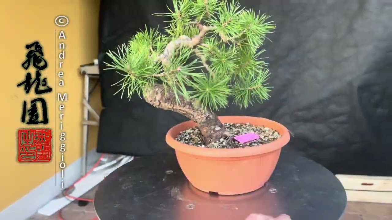 Pinus Sylvestris S11