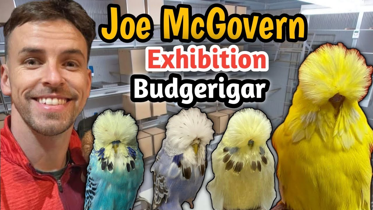 Stunning Exhibition Budgies by Joe McGovern | Top UK Show Budgerigar  Breeder 🏆