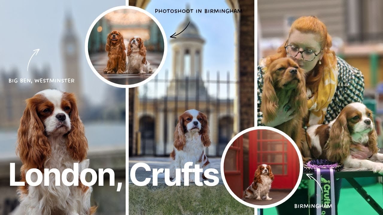 DOG SHOW : Crufts 2025 (+ Vlog London) // Cavalier King Charles