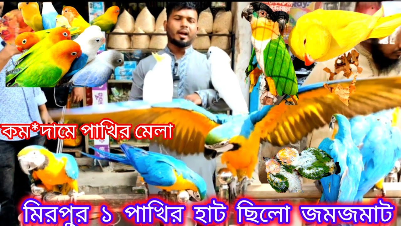 মিরপুর ১ পাখির হাট আজকে ছিলো জমজমাট। Mirpur 1 Bird Market was bustling today.