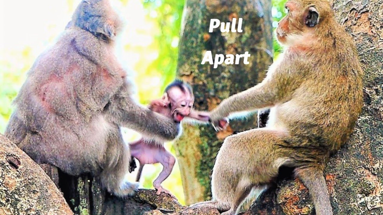 Again And Again Pitiful Baby Monkey!, Baby Bean Is Kidnapped Mother Mekala And Starve Milk For Him