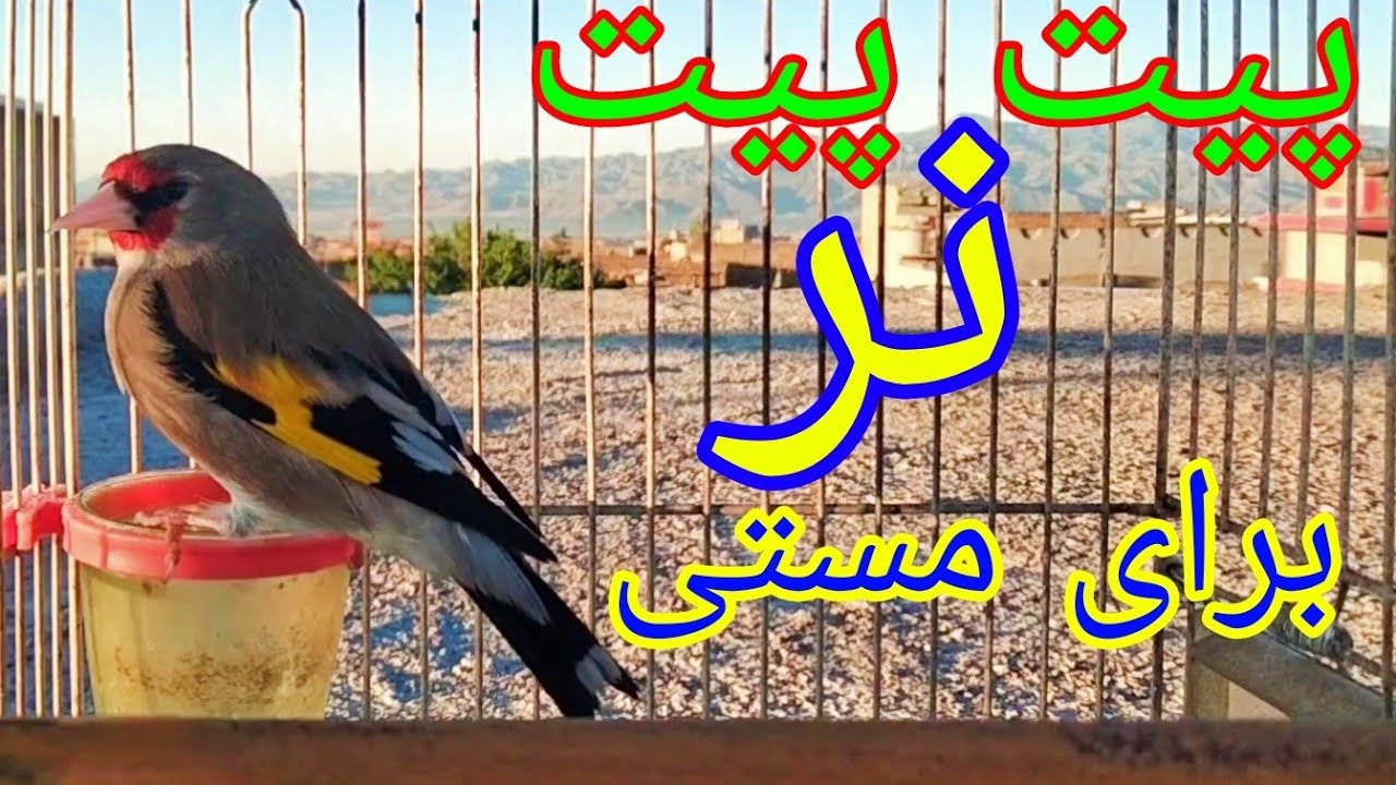 پیت پیت صدای نر سایره برای مستی نر و مادهThe Best male gold finch training song for male and female