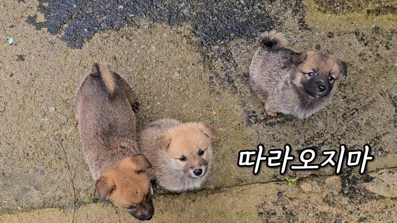 배고파서 감 뜯어 먹던 강아지들은 결국...