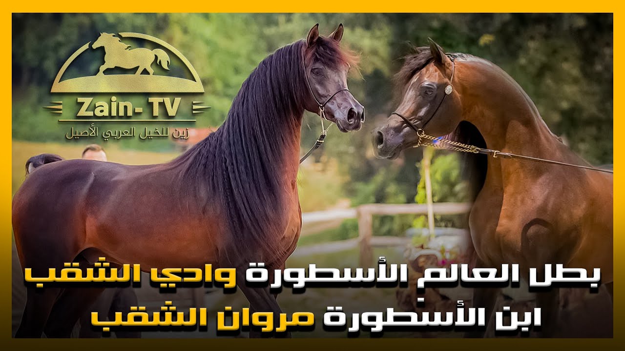 الخيل العربي الأصيل | بطل العالم الأسطورة وادي الشقب ابن الأسطورة مروان الشقب | wadee al shaqab