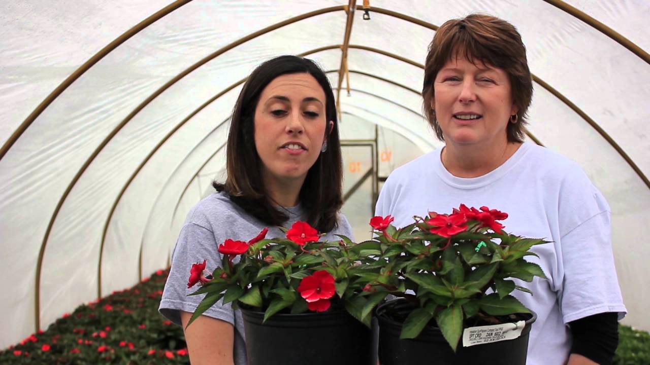In The Nursery: SunPatiens