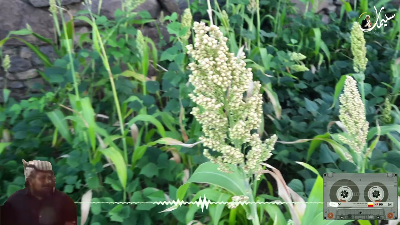 تَطاري مُقْتَطف موروثي من إرشيف الشاعر جحران بن اسعد الجابري رحمه الله واسكنه الجنة..@..