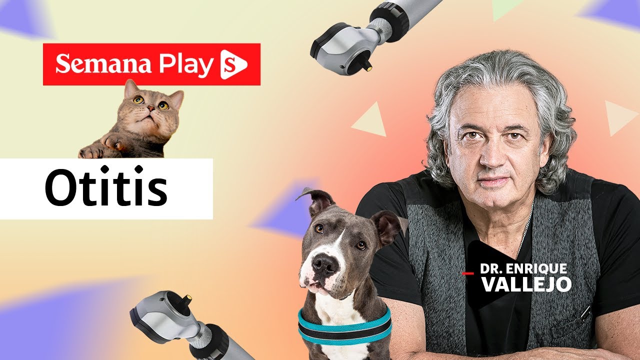 Otitis en perros y gatos: prevención y tratamiento | Enrique Vallejo