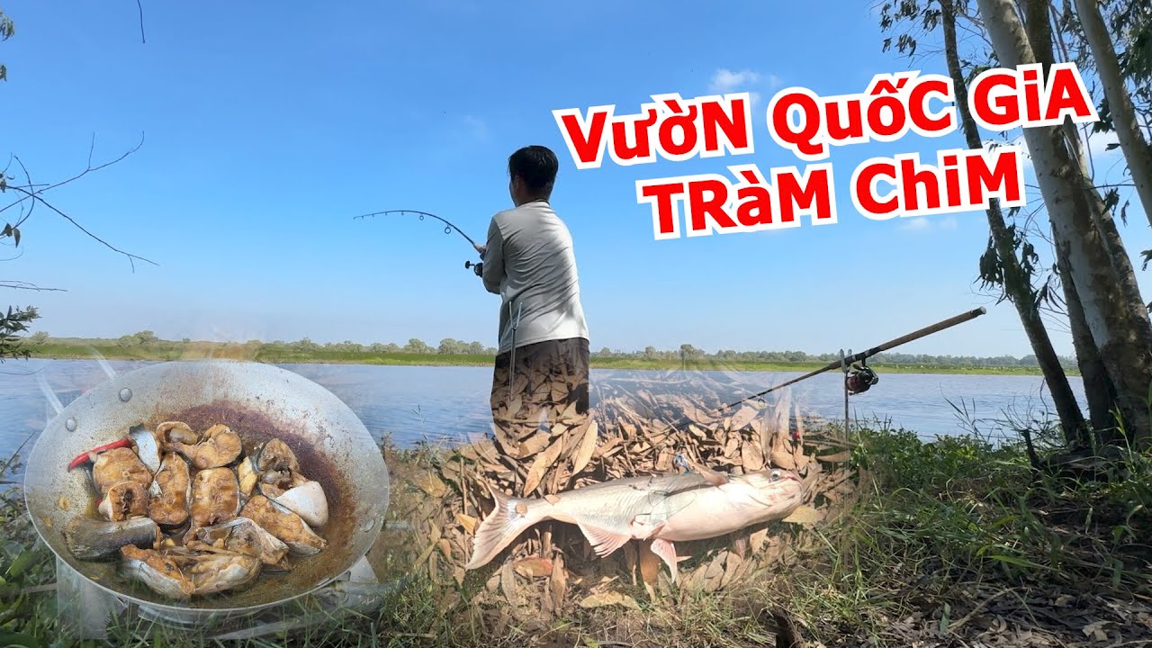 CÂU CÁ TRA RỪNG TRÀM CHIM VÀ MÓN CÁ TRA KHO KHÔ | VƯỜN QUỐC GIA TRÀM CHIM