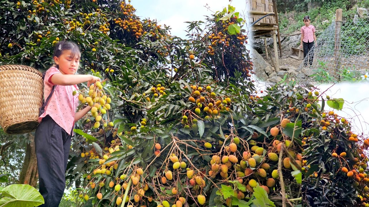 After picking wild lychees to sell,Phuong Vy was suddenly sad because the mother pig had disappeared