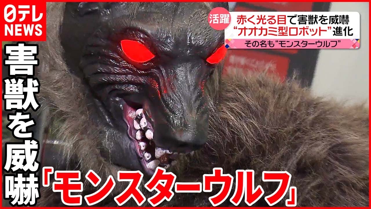 【モンスターウルフ】“赤く光る目”と“鳴き声”で威嚇  害獣対策のオオカミ型ロボットが進化