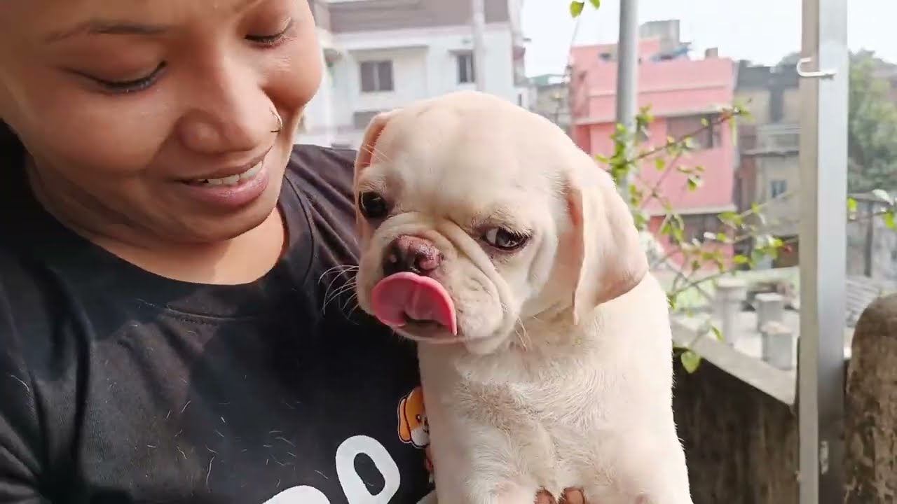 TOP QUALITY PUG PUPPY VAILABLE | रजनी थापा : 9830561644 / 90514 36721