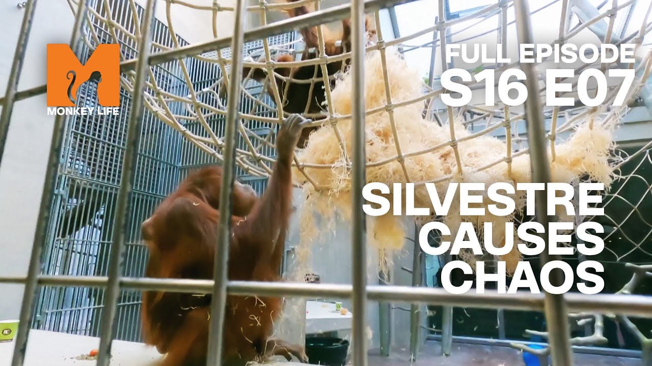 Silvestre Starts a Fight | Season 16 Episode 7 | Full Episode | Monkey Life