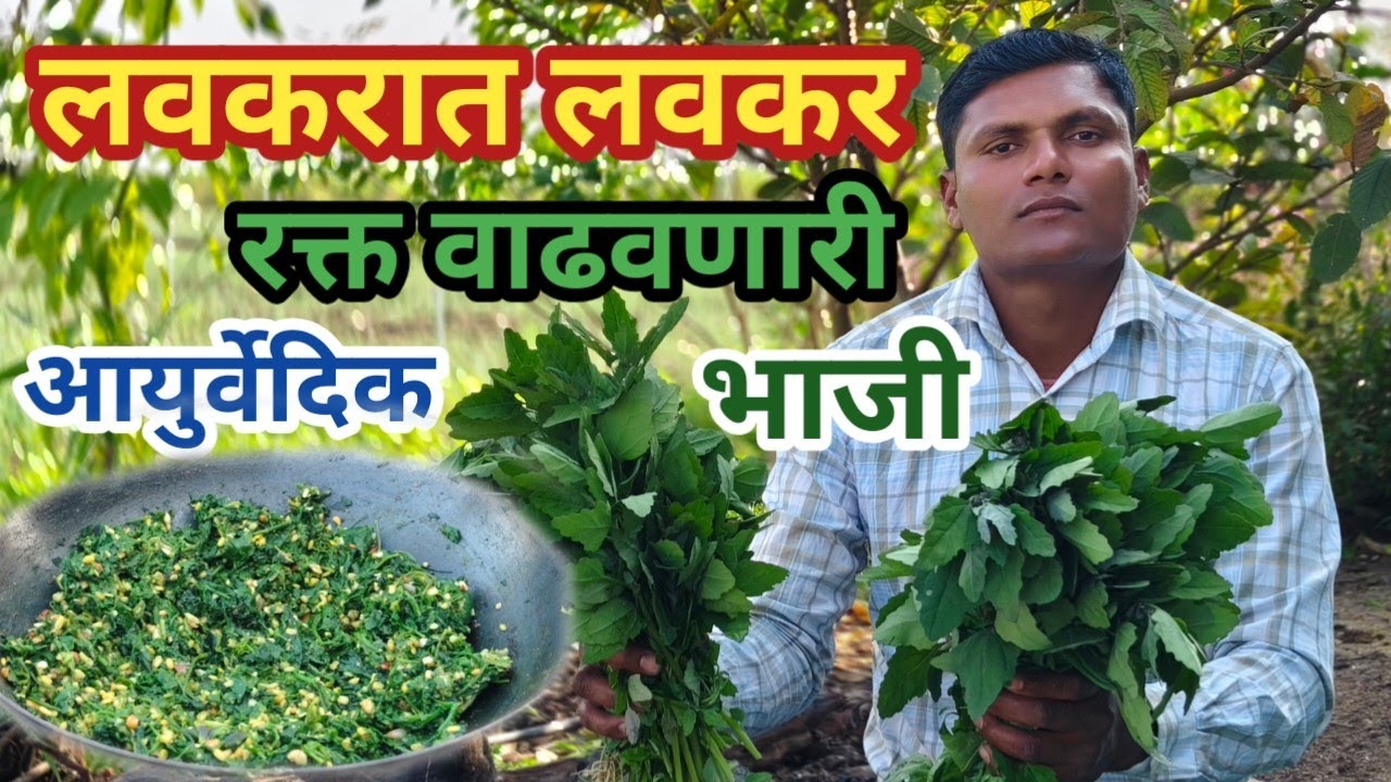 आरोग्याचा खजिना रक्त वाढवणारी व रक्त शुद्ध करणारी आयुर्वेदिक भाजी व फायदे | Chandan batvachi bhaji