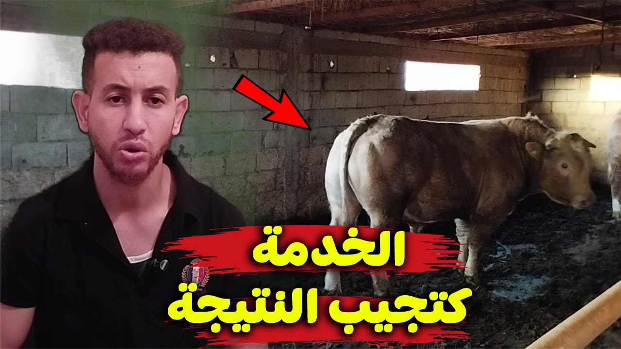 الخدمة كتجيب النتيجة  ودائما الجديد مع حاتم في مزرعة عمران