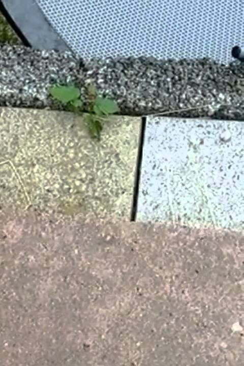 Long live the ants
