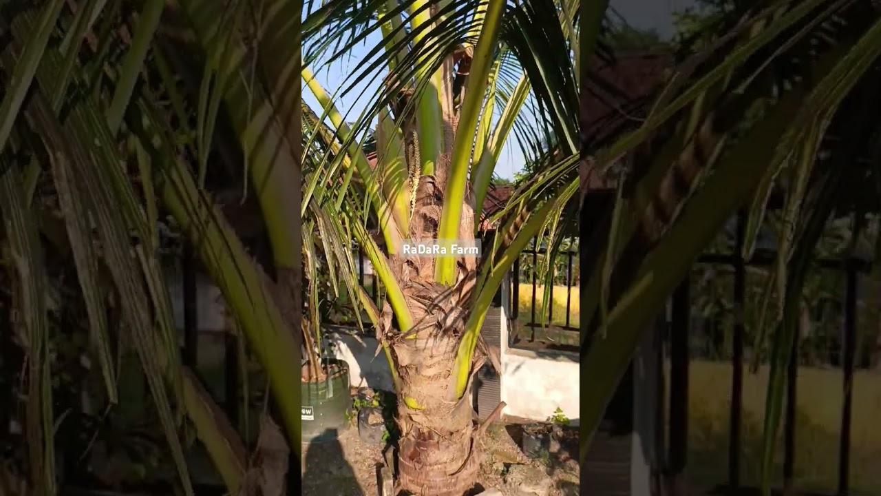 Tanam Kelapa Genjah Entog Di Halaman Rumah