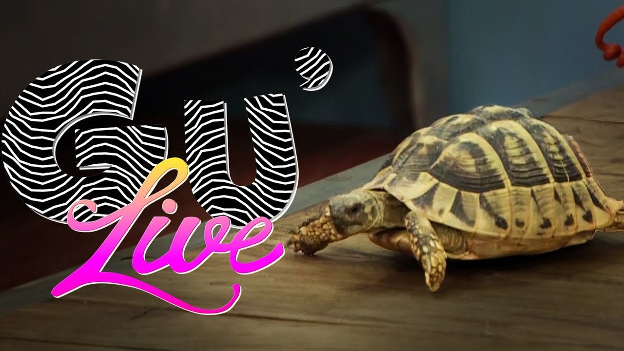 COMMENT avoir une TORTUE à la MAISON ? Gu'live avec TOOPET