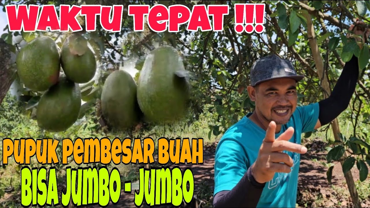 Waktu Tepat Pemberian Pupuk Pembesaran Buah Alpukat