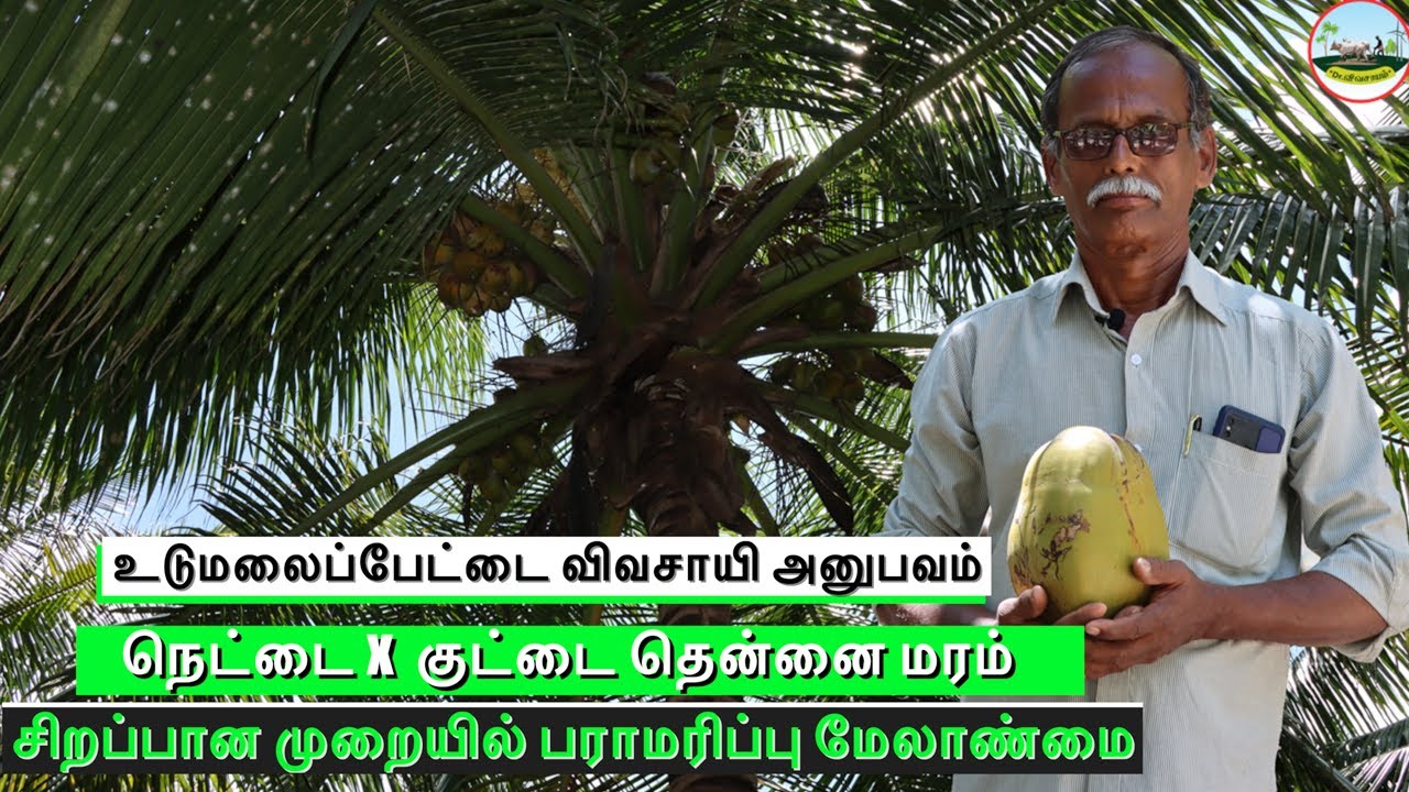 🌱இரட்டிப்பு லாபம்! நெட்டைxகுட்டை தென்னை மரம் வளர்ப்பு பராமரிப்பு முறைகள்🌱Coconut Tree Cultivation