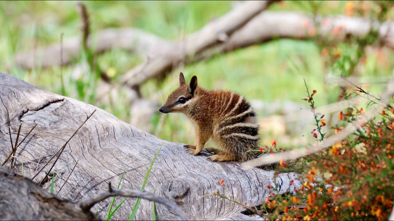 Spring Tour 2025 - Dryandra - Numbat country