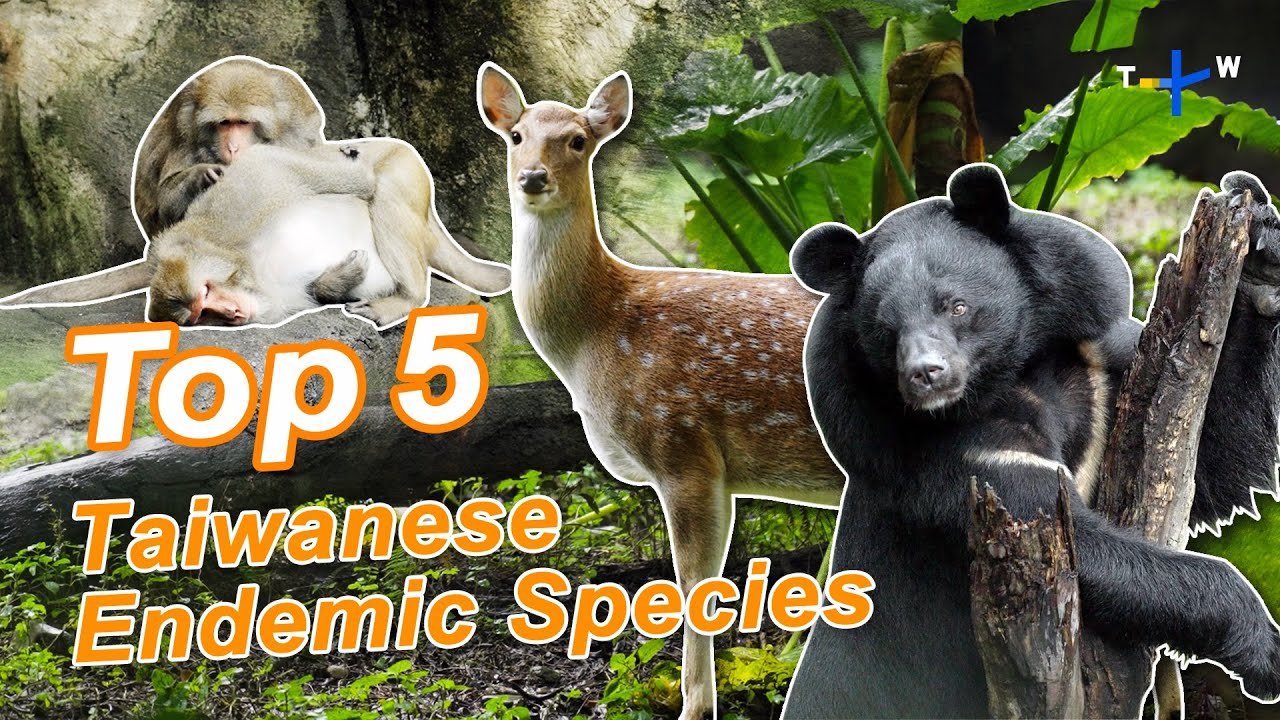 Animals in Taiwan: The Wonders of 5 Endemic Species｜Taiwan Top 5