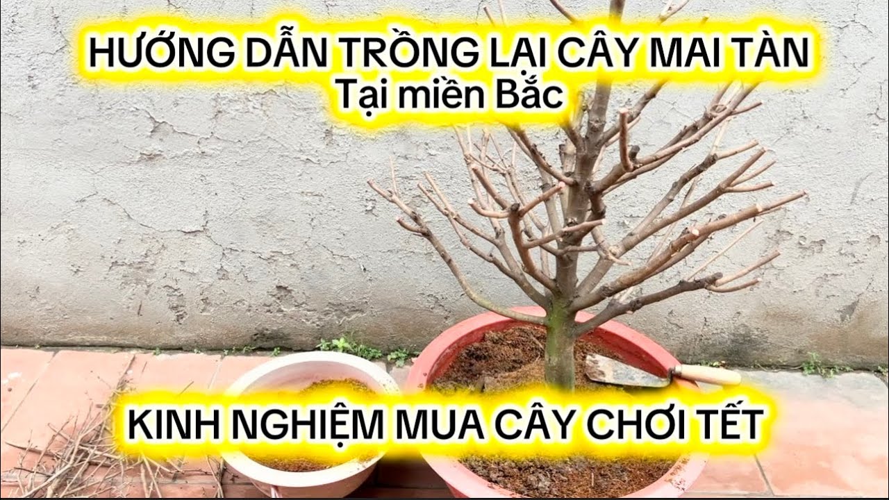 Trồng lại cây mai tàn mua đánh bầu trong miền Nam về miền Bắc sau khi chơi Tết