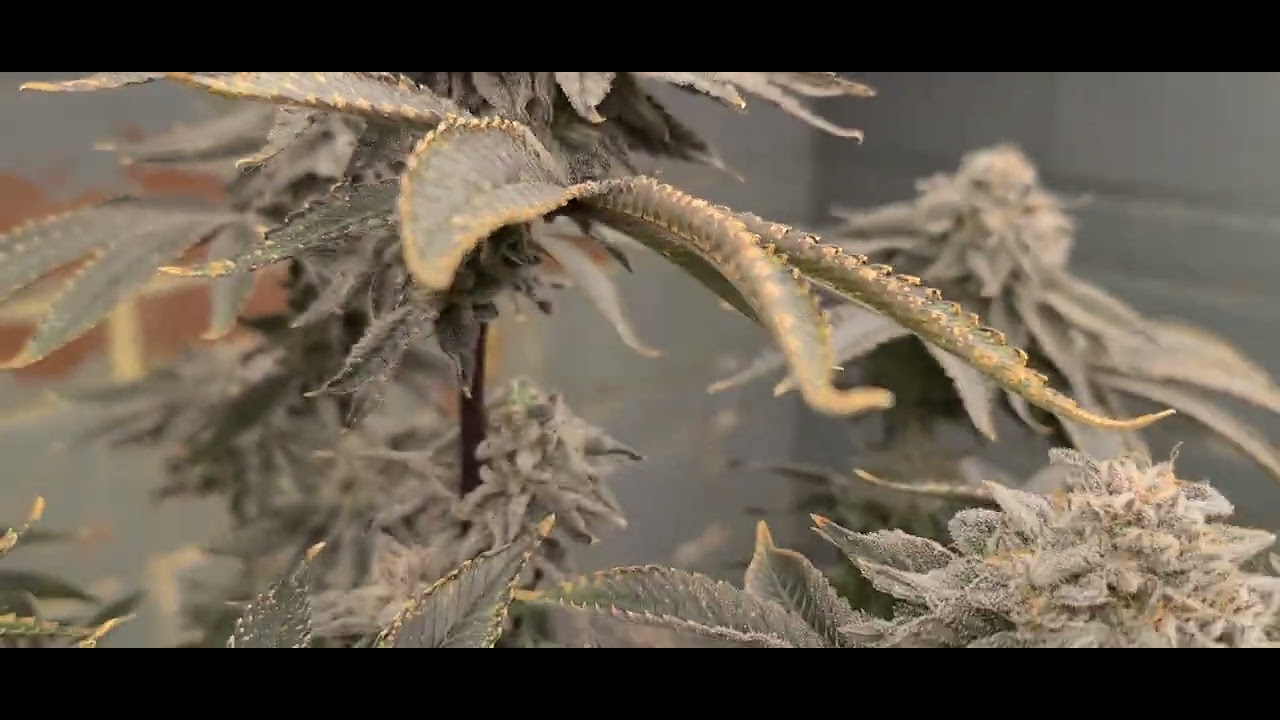 kmintz harvest day