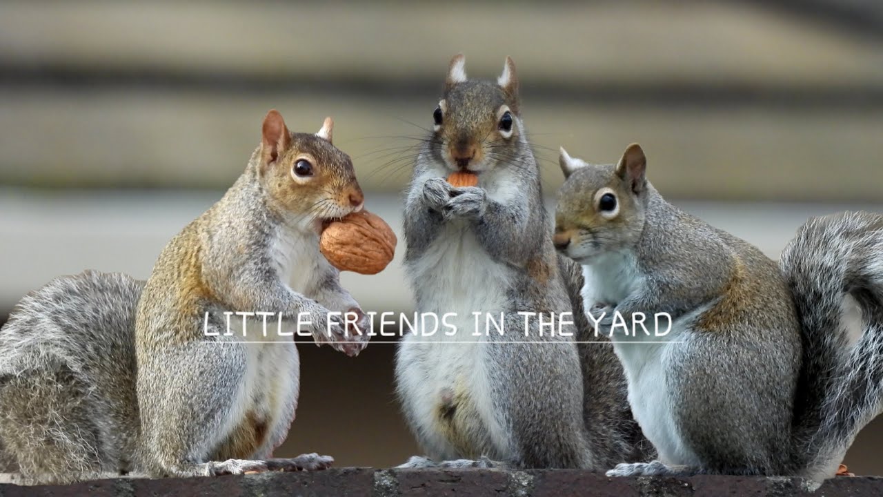 Squirrels|Little Friends In the Yard 