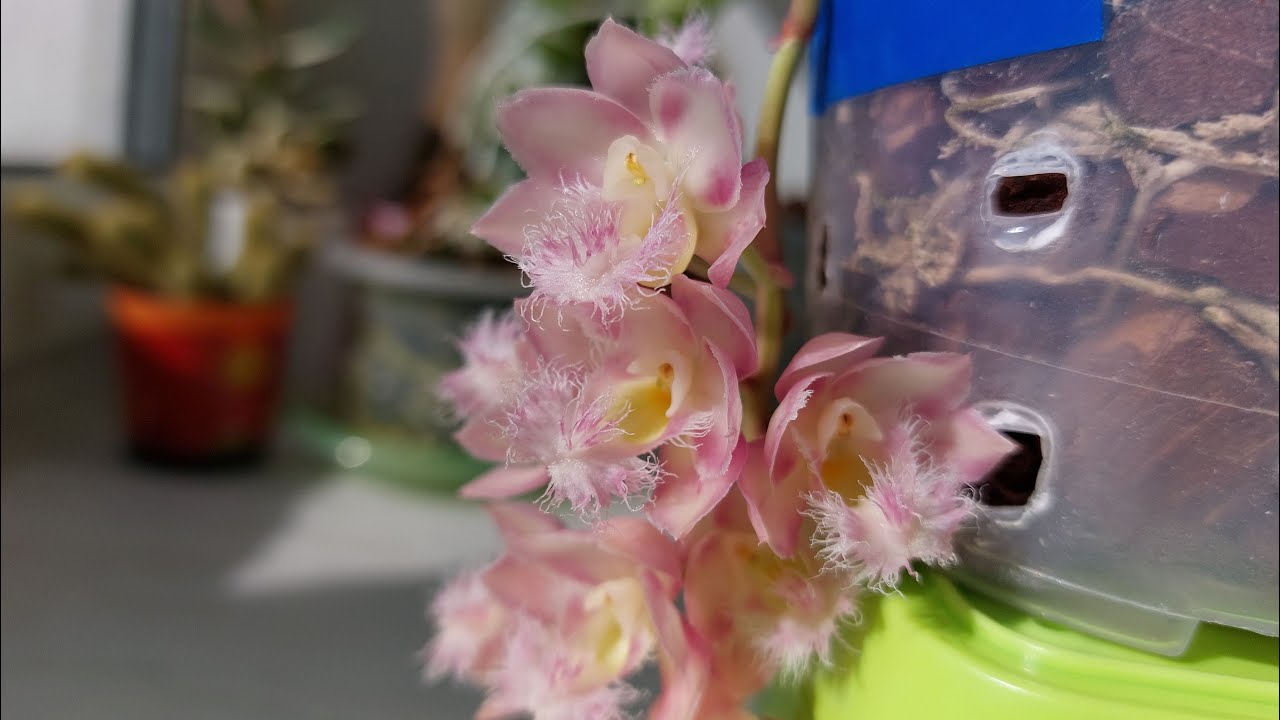 Цветение Clowesia Jumbo Grace. Пусть не букетное, но отнюдь не менее красивое! Орхидея катасетум