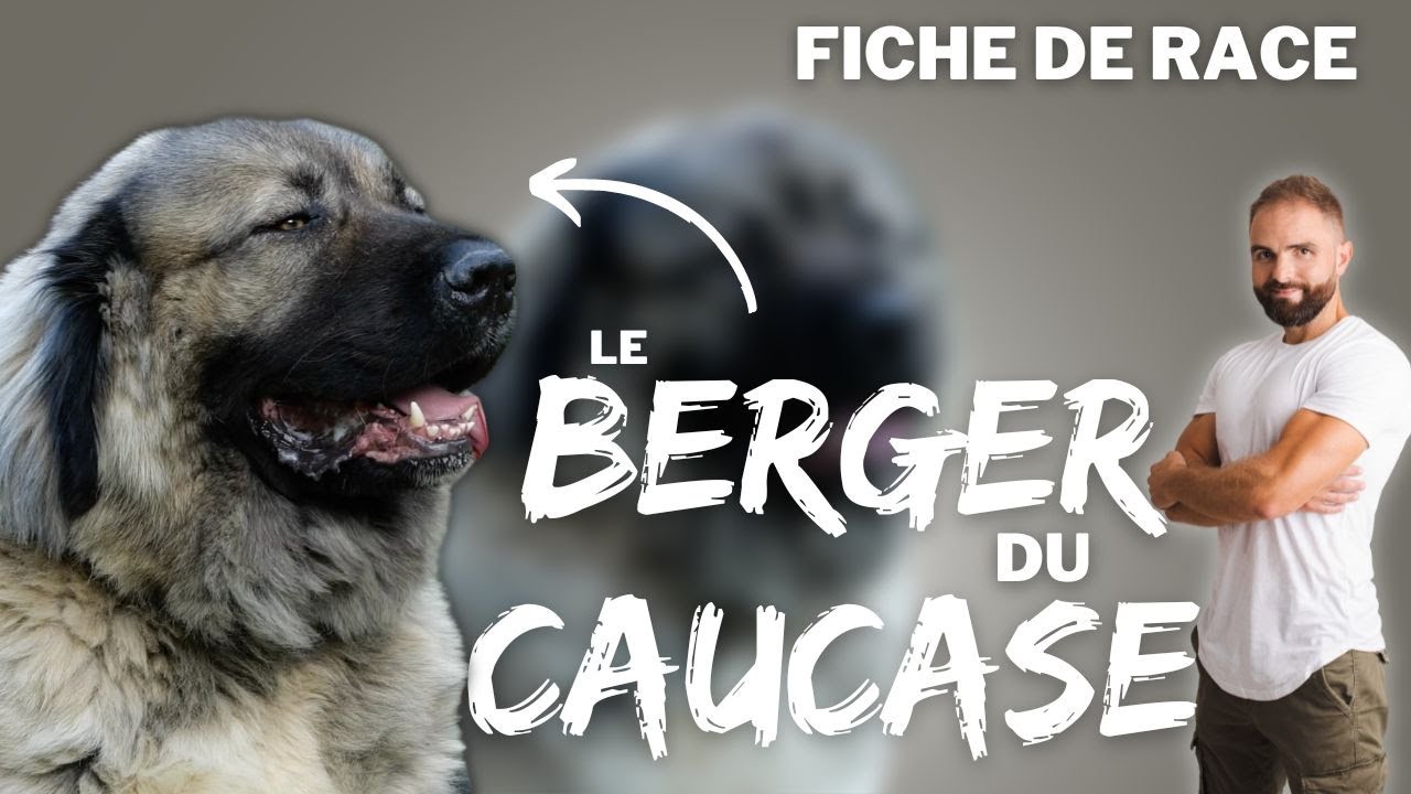 Le BERGER DU CAUCASE - RACE DE CHIEN