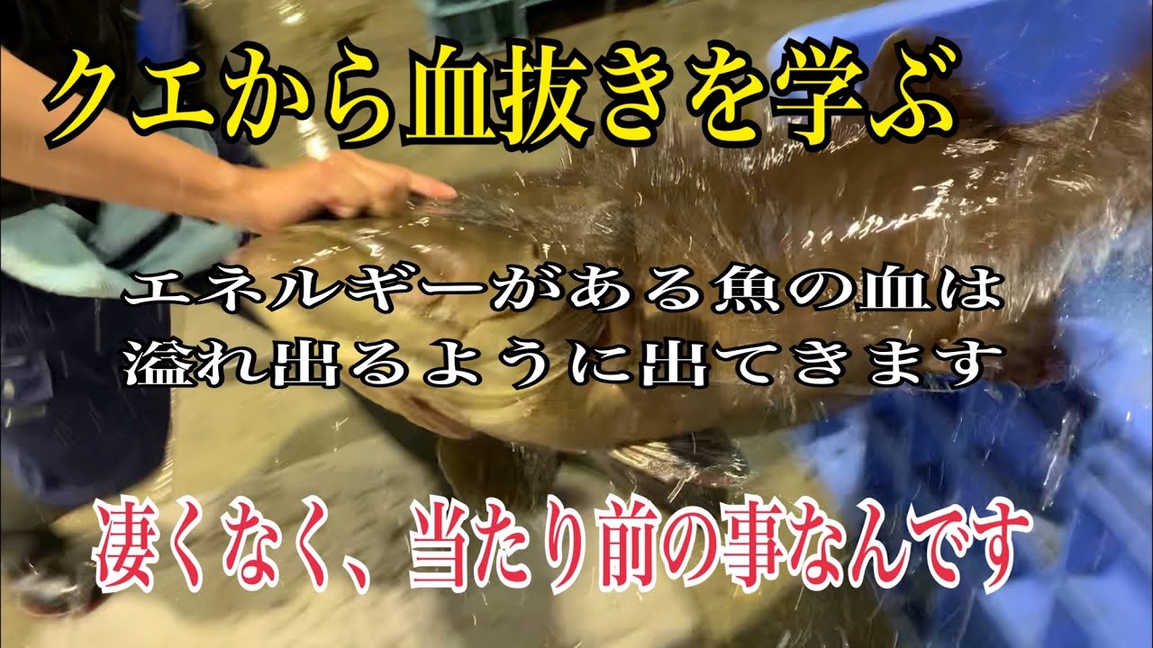 クエから血抜きを学ぶ【エネルギーのある魚の血は溢れ出るように出てきます】凄くなく、当たり前の事なんです編 vol.335