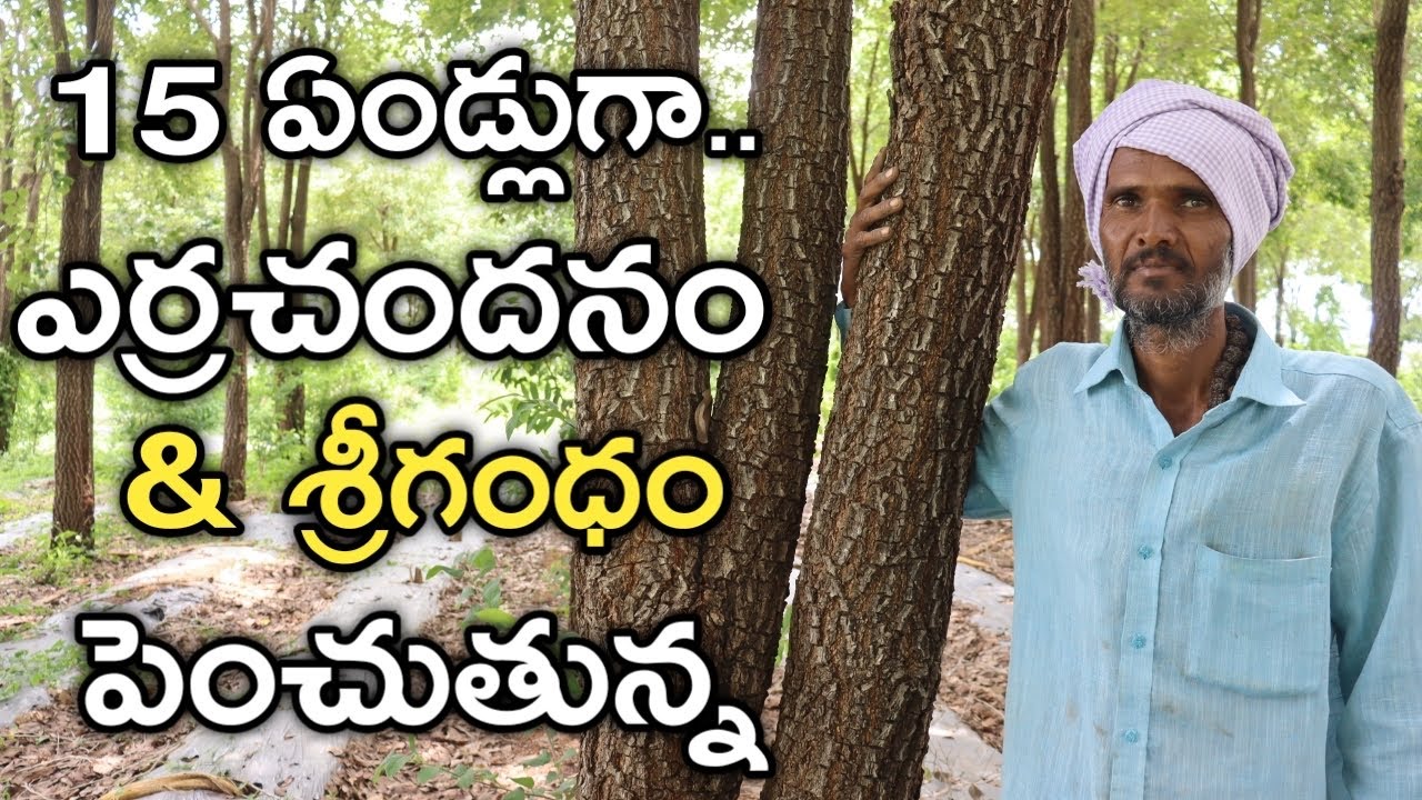 15 ఏండ్లుగా ఎర్ర చందనం, శ్రీగంధం పెంచుతున్న | రైతు బడి