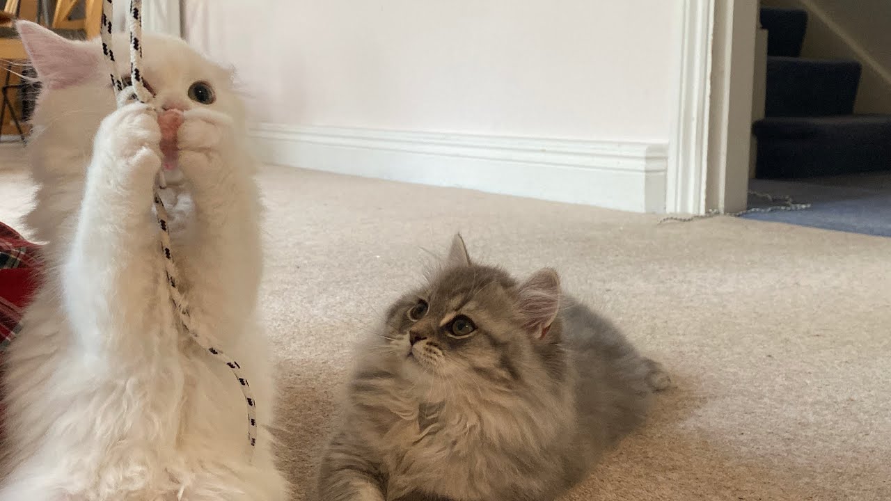 When Big Sister Gets Jealous 😾💔 Ginger & Lilibit&rsquo;s Little Drama