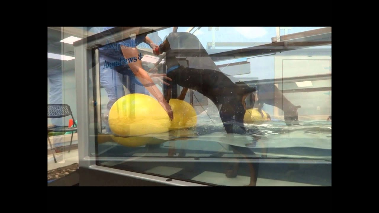 Hydrotherapy at Pawsitive Steps Rehabilitation & Therapy for Pets