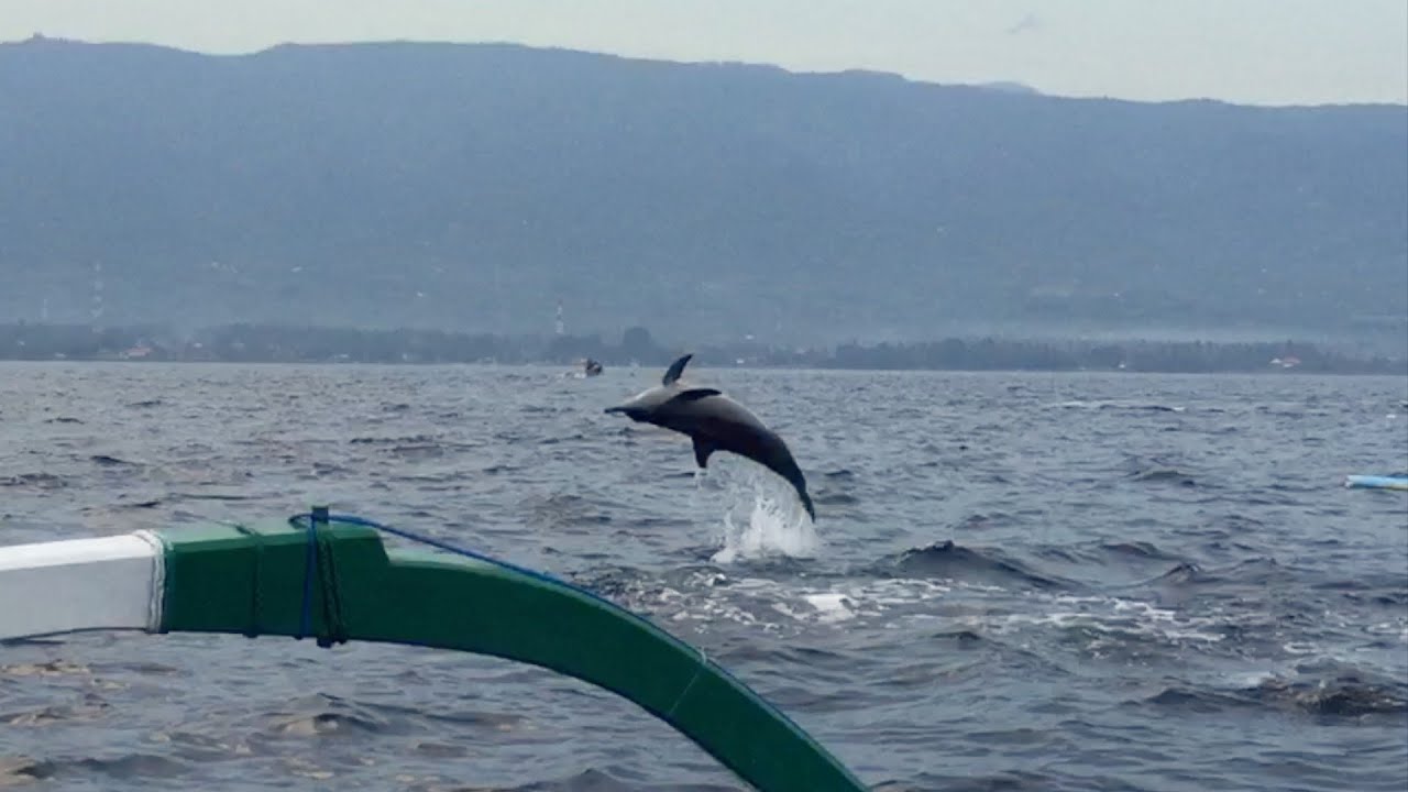 Watching Dolphins @ Lovina Beach - Bali